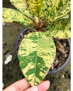 Plumeria " Unyamanee Leaf "
