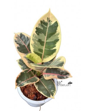 Ficus Elastica Tri-Color White Variegated