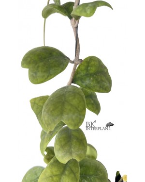 Hoya Deykeae