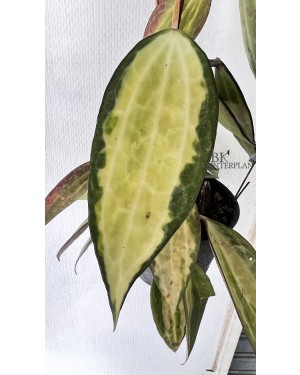 Hoya Macrophylla Variegated Pot of Gold