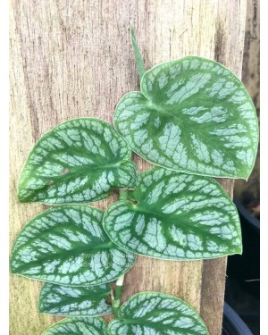 Monstera dubia