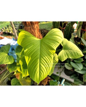Philodendron Fibraecataphyllum / P.Peru