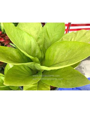 Anthurium King Of King Size S