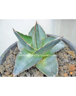 Agave " Pumila "