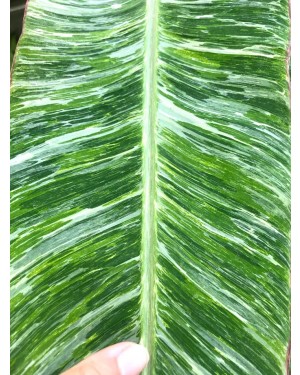 Musa Banana Acuminata Colla Marble Variegated