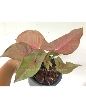 Syngonium podophyllum Schott Pink Neon