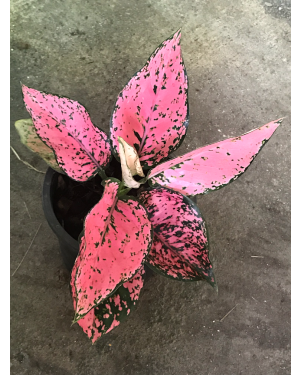 10 Plants Aglaonema Super Pink 