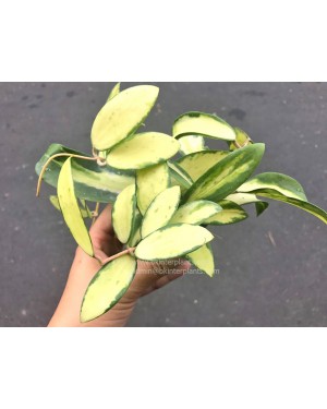 Hoya Acuta Variegated