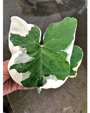 Arrow Leaf Variegated
