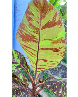5 Plants Musa FB (Flower Banana) Variegated
