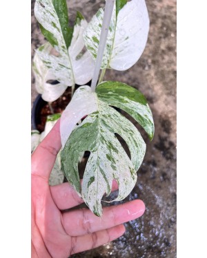 10 Plants Epipremnum Pinnatum Marble Variegated size S