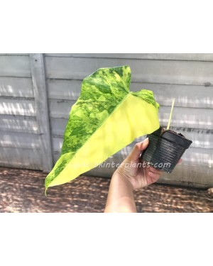 Philodendron Domestic Variegated 1 Leaf