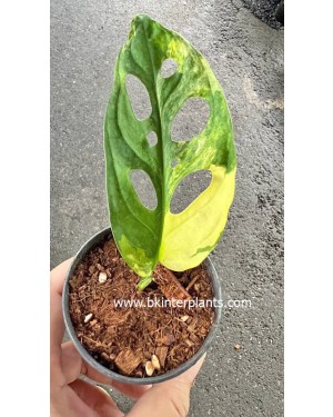 Monstera Adansonii Aurea Variegated 1 Leaf