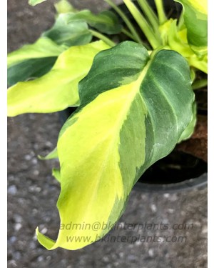 Philodendron Xanadu Yellow Compact Variegated 