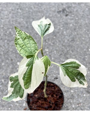 Wildbetal Leafbush Variegated