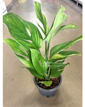 Monstera Pinnatipartita