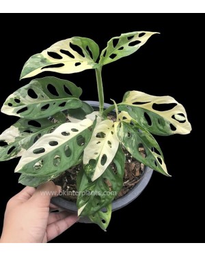 Monstera Adansonii Albo Variegated 1 Leaf