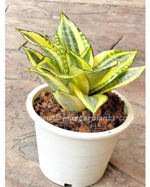 Sansevieria " Double Golden "