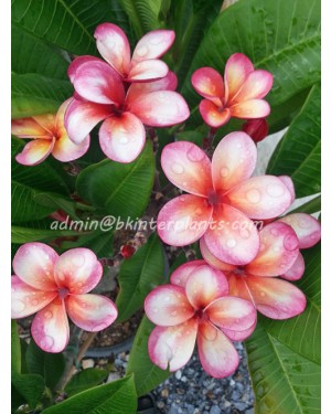 Plumeria "Kinnary"