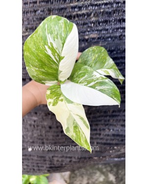 Monstera Lechleriana Variegated 