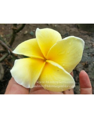Plumeria " Lucky Gold " 