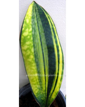 Sansevieria " Masoniana Yellow VARIEGATED Vol.2 "