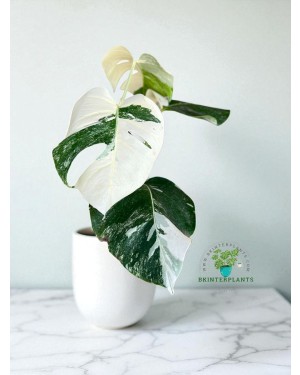 monstera-borsigiana-albo-variegated-houseplants-bkinterplants-rare-houseplants