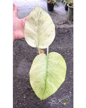 Rare Monstera Full Mint Variegated potted and displayed indoors