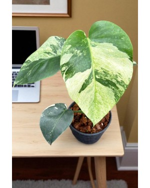 Monstera Mint Variegated – Top View Showing Mint Marbling