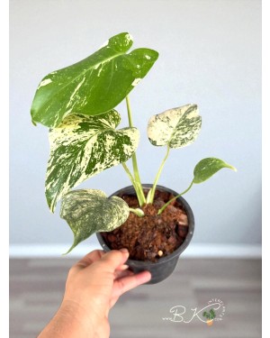 Monstera Silver Star Variegated - Top View