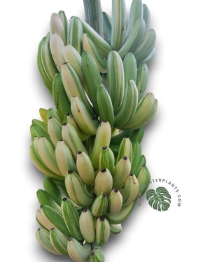 Variegated Leaf Detail Showing White and Green Contrast