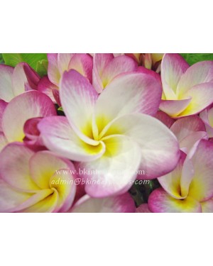 Plumeria " Phatum Girl "