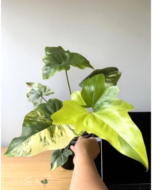 Philodendron Angela Variegated – Top view showing mint and white variegation