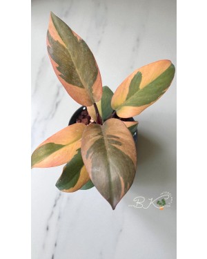 Perfect for Resale, Collector Packs, or Rare Imports