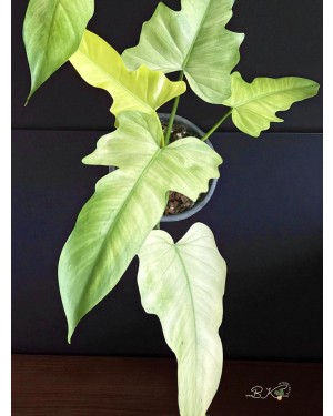 Rare Tropical Plant Mint & Cream Variegation