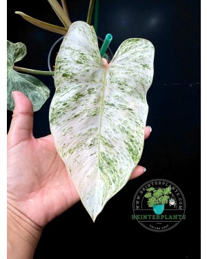 Rooted Philodendron Emerald Ice Variegated plant prepared for export with free phytosanitary certificate from Thailand