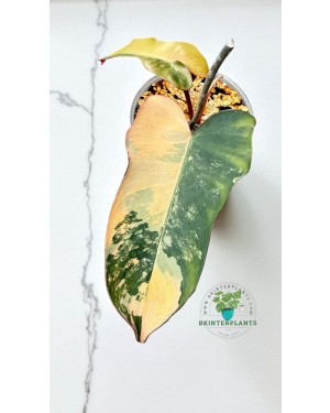 Philodendron Brown Beauty 3-in-1 Hybrid with dark green and creamy variegated leaves