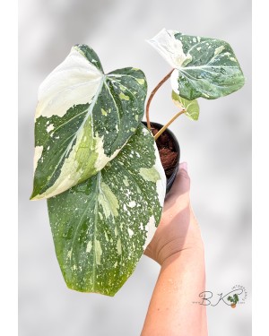 philodendron-gloriosum-variegated-plants-bkinterplants