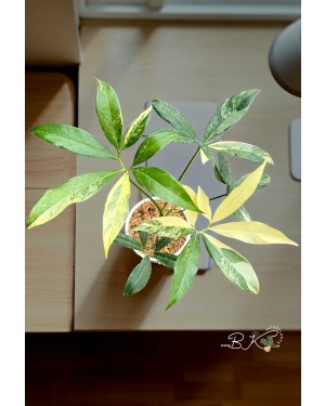 Philodendron Goeldii Variegated – Mature Leaves