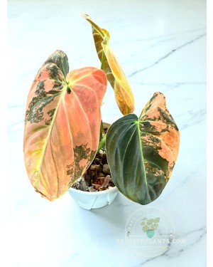 Close-up of Philodendron Melano Orange Variegated leaf showing warm orange-cream variegation