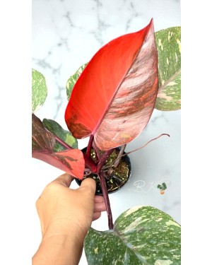 Philodendron Orange Princess Variegated