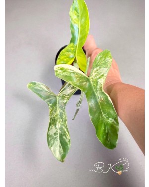 Philodendron Paradise Beauty Variegated – Full Plant View