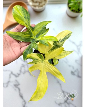 Philodendron Pedatum Aurea Variegated – 5 Inch Pot Front View