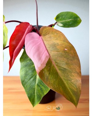Philodendron Persimmon Princess – Close-Up of Variegated Leaf