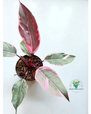 Philodendron Pink Princess Mutation Variegated in 4-inch nursery pot, rare tropical indoor plant with pink and green variegated leaves, perfect for collectors.