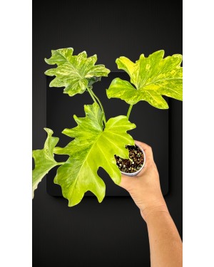 Philodendron Selloum Variegated / Thaumatophyllum bipinnatifidum Size S