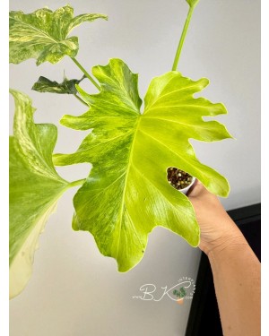 Philodendron Selloum – Top View Showing Leaf Spread and Symmetry