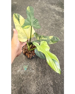 Philodendron Violin Variegated – Side View Showing Leaf Shape and Variegation