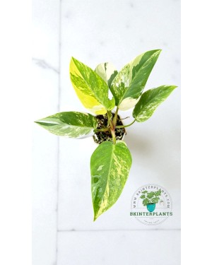 Close-up of Philodendron White Princess Tricolor Variegated leaf showing pink, white, and green variegation