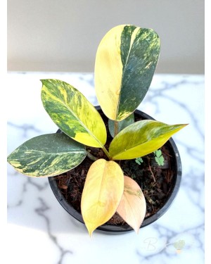 Close-Up of Golden Yellow Variegation on Philodendron Yellow Congo Leaf